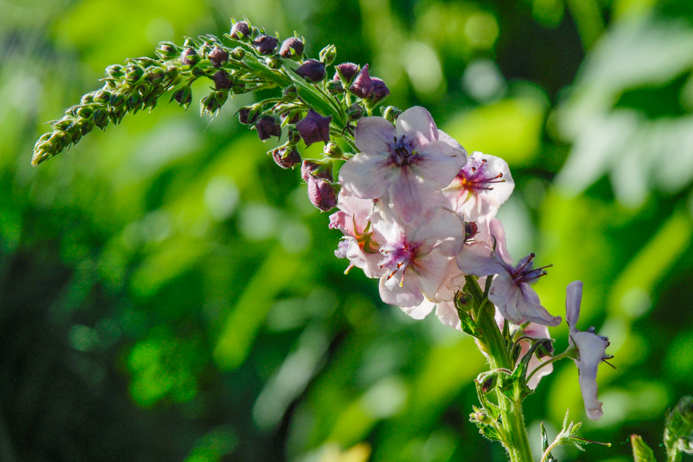 Southern Charm Mullein
